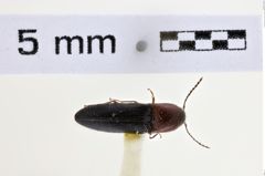 Foto (Dorsalansicht) von Ctenoplus neosiamensis (NHMW-ZOO-COL-0007316)